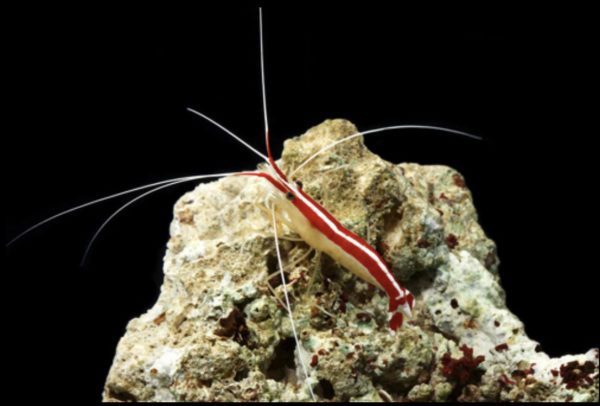 Skunk Cleaner Shrimp Sml